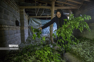 Silkworm breeding in northern Iran