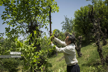 Silkworm breeding in northern Iran