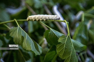 Silkworm breeding in northern Iran