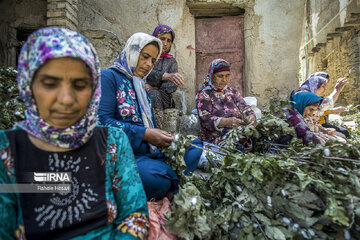 دلالی، بلای جان نوغانداران گلستان