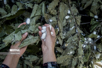 Silkworm breeding in northern Iran