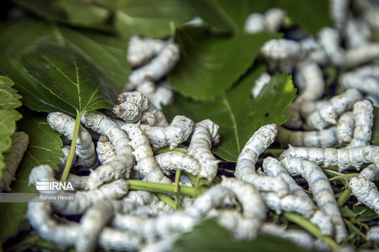 توزیع تخم نوغان تا پایان اردیبهشت در استانهای سه گانه خراسان ادامه دارد توزیع تخم نوغان تا پایان اردیبهشت در استانهای سه گانه خراسان ادامه دارد