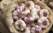 Garlic grown in Iran's Hamedan granted patent by UN office