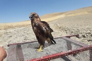 ۲ پرنده شکاری زخمی در سیرجان پس از درمان به طبیعت بازگشتند+ فیلم