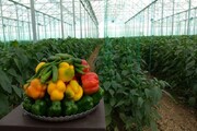 ۳۲ طرح کشاورزی در استان یزد افتتاح شد