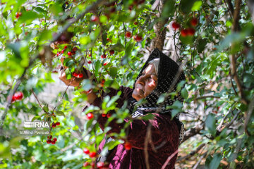 Harvest of cherries in northern Iran