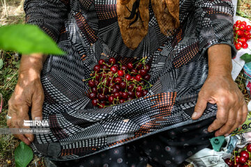 Harvest of cherries in northern Iran