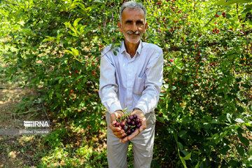 Harvest of cherries in northern Iran