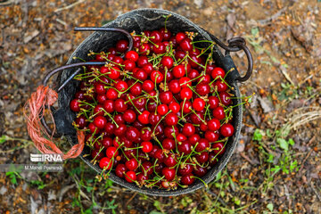 Harvest of cherries in northern Iran