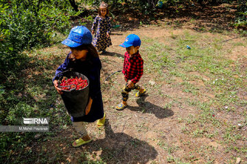 Harvest of cherries in northern Iran