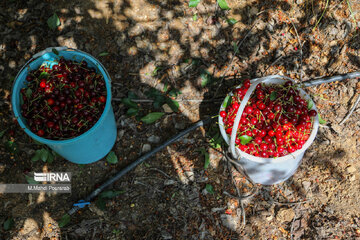 Harvest of cherries in northern Iran