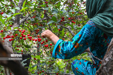 Harvest of cherries in northern Iran