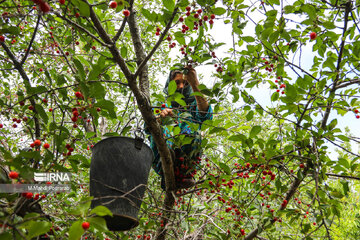 Harvest of cherries in northern Iran