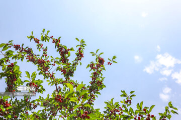 Harvest of cherries in northern Iran