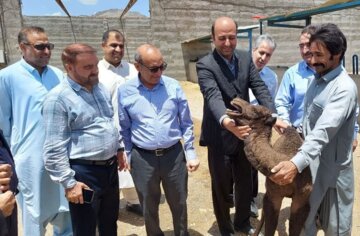 ۵۰ درصد گوشت مورد نیاز کشور از سیستان و بلوچستان تامین خواهد شد