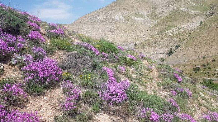 فرسایش خاک عامل اصلی بروز بحران در سیلاب جاده چالوس