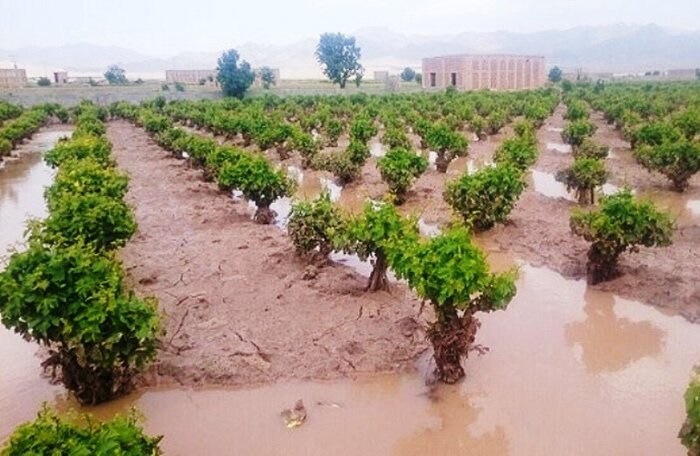 شرایط نامساعد جوی یک ماهه ۱۵۰ میلیارد تومان در استان سمنان خسارت داشت