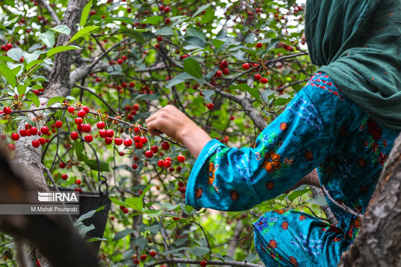 برداشت آلبالو در ۸۷۰ هکتار از باغ‌های قزوین آغاز شد