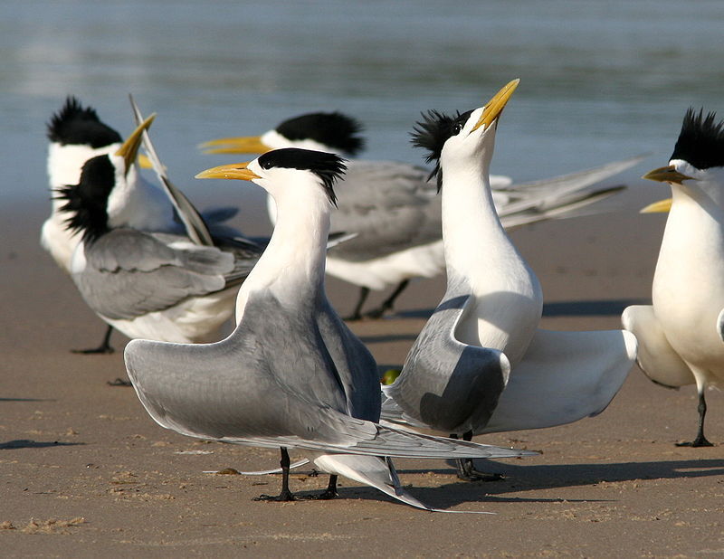 سرشماری پرندگان تابستان‌گذران در پارک ملی دریایی بندر دیر آغاز شد