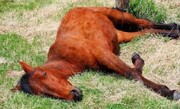 علت تلف شدن ۱۱ راس اسب در زارچ یزد در حال بررسی است