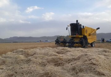 خرید تضمینی گندم در خراسان جنوبی ۱۵ درصد افزایش یافت