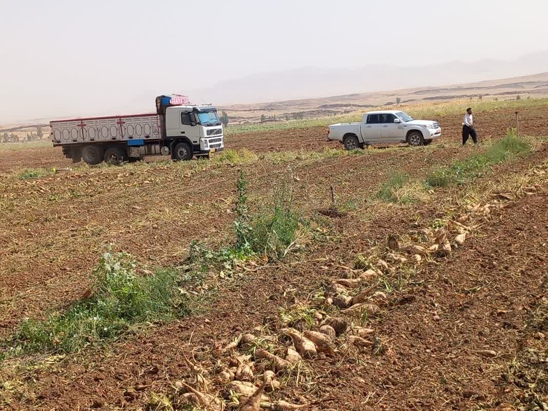 برداشت چغندر در قصرشیرین آغاز شد