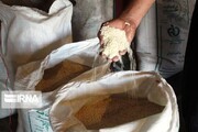 گسترش دامنه رونق بازار برنج مازندران باتدبیر دولت +فیلم