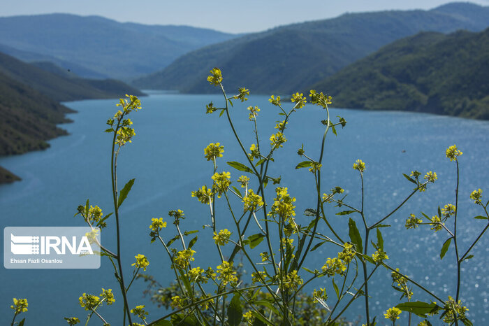 لب سدهای مازندران تر شد/ شالیزارها زنده میمانند