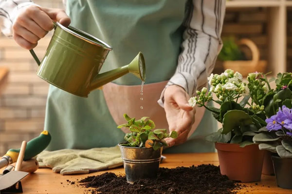 نکات کاربردی برای نگهداری از گل و گیاه در منزل