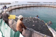 پروژه بزرگ پرورش ماهی در قفس اوقاف استان مرکزی آماده بهره‌برداری است