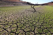 خشکسالی هزار و ۸۳۰  میلیارد ریال به کشاورزی کاشان  خسارت زد

