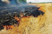 سوزاندن بقایای گیاهی در اراضی کشاورزی، ممنوع