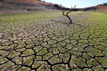 خشکسالی هزار و ۸۳۰  میلیارد ریال به کشاورزی کاشان  خسارت زد
