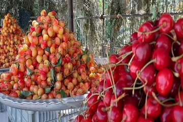 پایتخت گیلاس ایران در انتظار جشنواره ششم