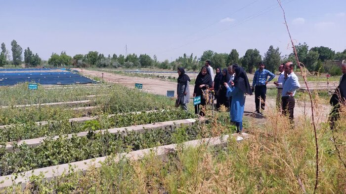 سهم ۶۰ درصدی نهالستان ملایر در طرح کاشت سه میلیون درخت استان همدان