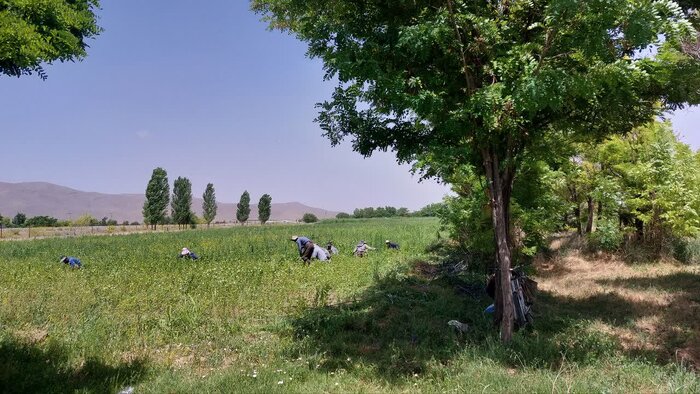 سهم ۶۰ درصدی نهالستان ملایر در طرح کاشت سه میلیون درخت استان همدان