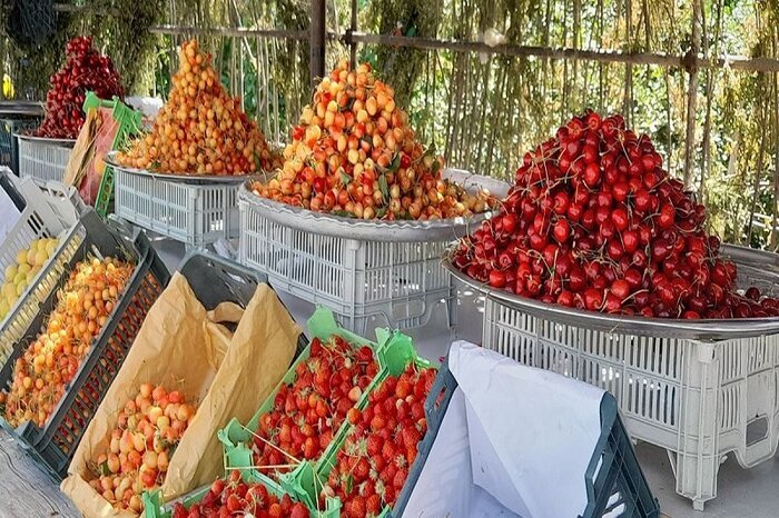 پایتخت گیلاس ایران در انتظار جشنواره ششم