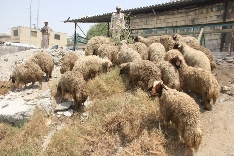 ۲۸۳ راس دام قاچاق در مرز ارومیه کشف شد