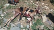 چهار شکارچی کل وحشی در منطقه حفاظت شده بدر و پریشان قروه دستگیر شدند