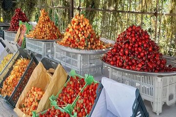 برداشت هفت هزار و ۴۰۰ تن گیلاس و آلبالو از باغات بروجرد