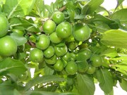 فیلم/ برداشت گوجه سبز و زردآلو در استان یزد 