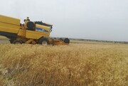 رکورد تولید گندم آبی در خراسان جنوبی شکسته شد