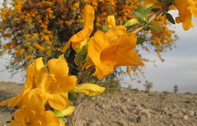 "انار شیطان" درختی در بلوچستان برای ساخت قُنداقِ تُفنگ و عصا