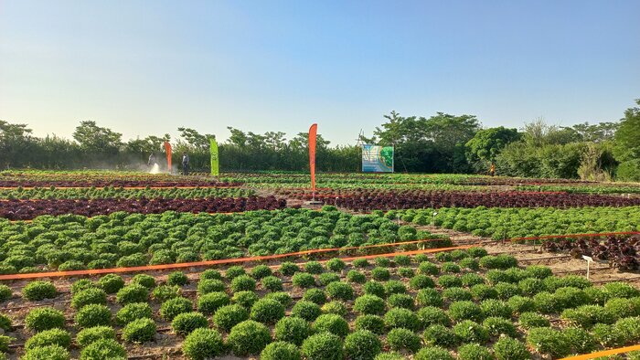 کاهوی لرستان در مسیر بازارهای جهانی