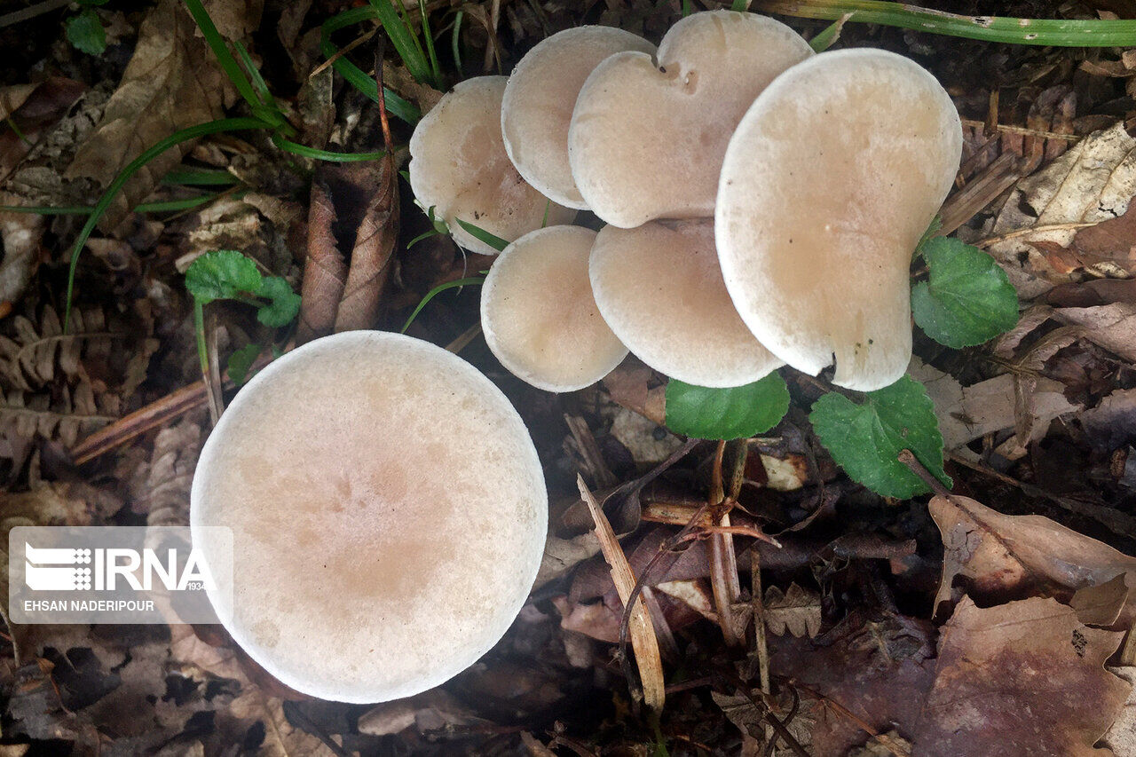 ۲۱ نفر با مصرف قارچ سمی در چاراویماق مسموم شدند ۲۱ نفر با مصرف قارچ سمی در چاراویماق مسموم شدند