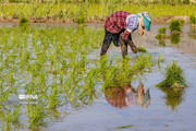 پایان نشا کاری برنج در مازندران/ سطح کشت شالیزار حدود هفت هزار هکتار کاهش یافت