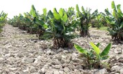 کشت ۹۰۰ هکتار موز در شهرستان دشتیاری/ نبود آب پایدار دغدغه اصلی کشاورزان