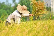 استاندار: برنج مازندران باید صادرات محور شود