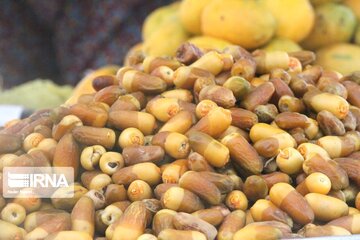 پیش‌بینی برداشت ۱۹۶ هزار تُن محصول خرما از نخلستان‌های هرمزگان
