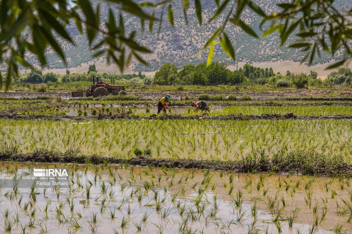 خیز مازندران برای تصاحب بازار ۲۵۰ میلیون تنی برنج روسیه